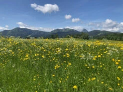 SALEWA MS Mountain Trainer Lite GTX - Multisport Shoes -Sports Shoes Store salewa ms mountain trainer lite gtx multisportschuhe 2da499adae269de6aea469b71feb0c9c 1